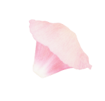 Amiy Slider Flower Bottom Left Img